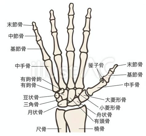 手骨|手根骨 (手首の骨): 定義、名前、解剖学、図